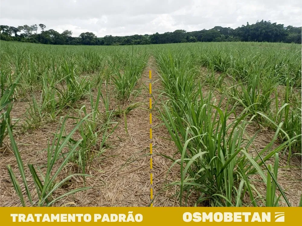 Foto: Divulgação Agroallianz