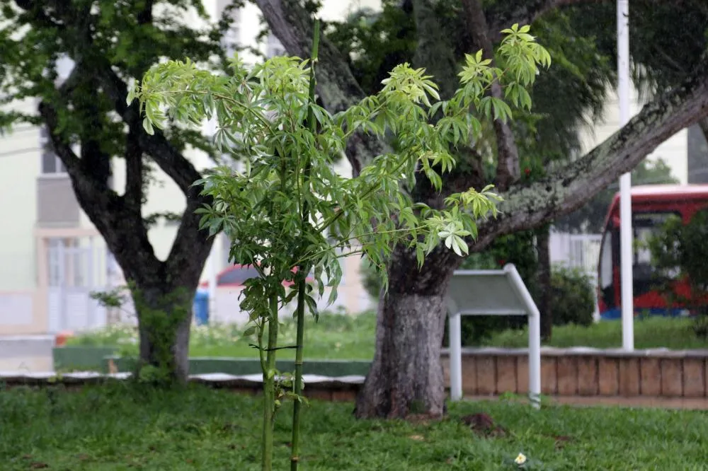 Foto: Bruno Concha/Secom PMS