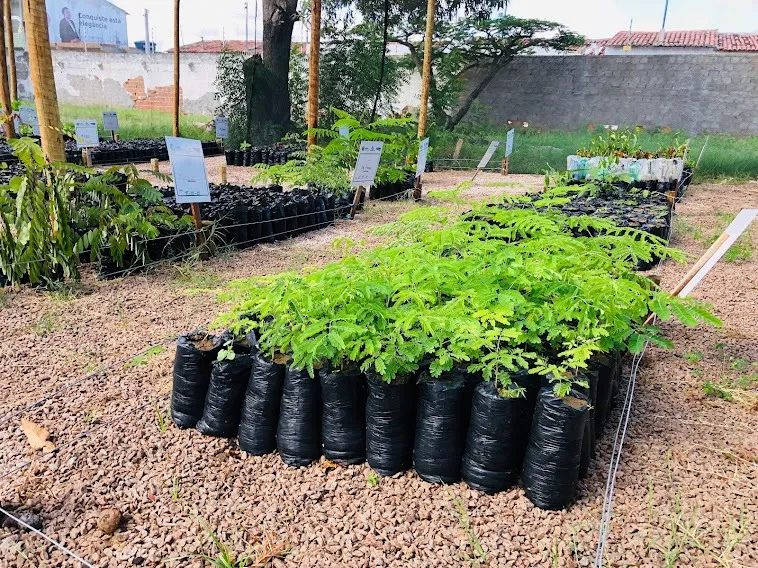 Viveiro Educador. Foto: Ascom Embasa